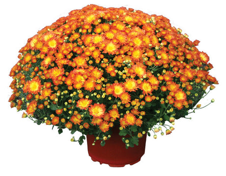 Chrysanthemum 'Dazzling Stacy™ Orange'