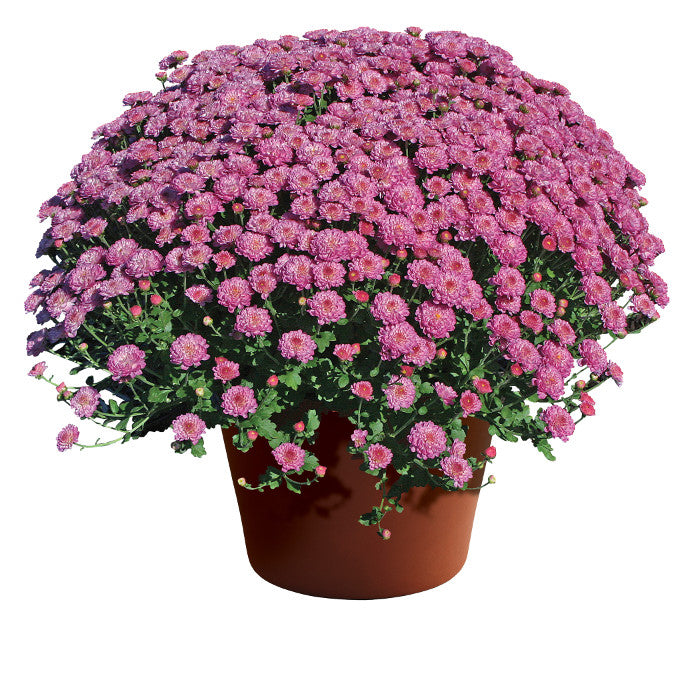 Chrysanthemum Gigi™ Dark Pink