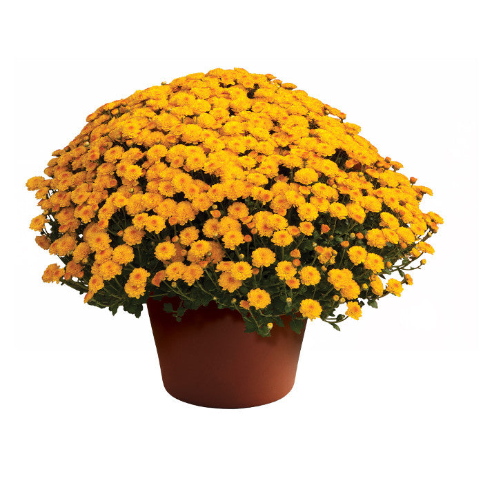 Chrysanthemum 'Gigi™ Gold' - 10 Inch Pot