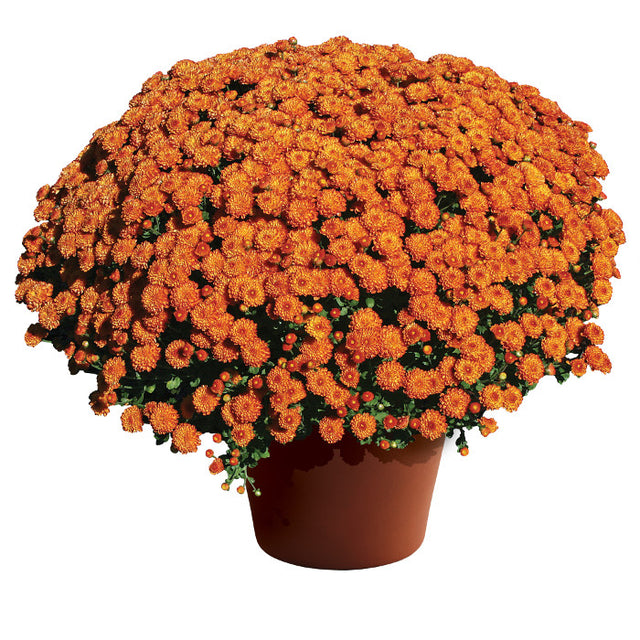 Chrysanthemum Gigi™ Orange