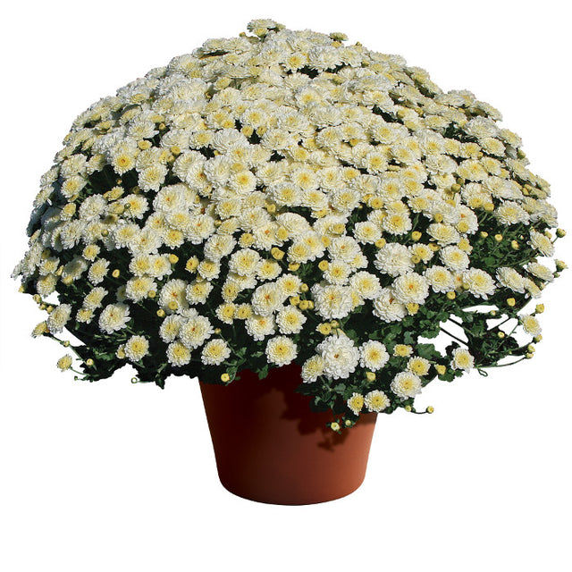 Chrysanthemum Gigi™ Snow