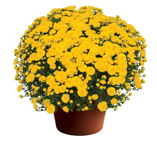 Chrysanthemum Gigi™ Yellow