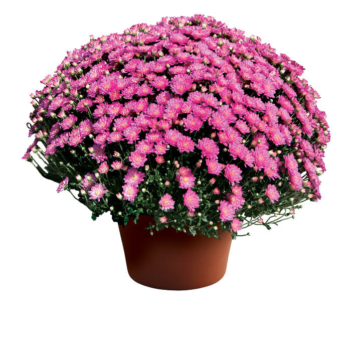 Chrysanthemum Jacqueline™ Pink