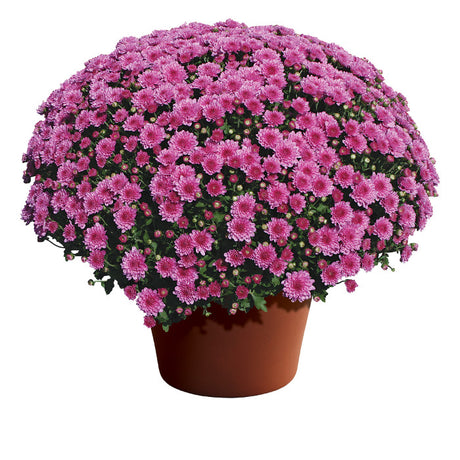 Chrysanthemum Wanda™ Lavender