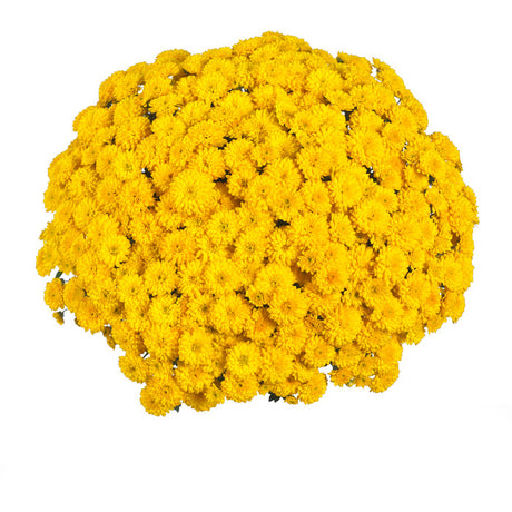 Chrysanthemum 'Vitamum™ Sing Yellow'