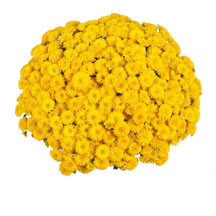 Chrysanthemum Sing Yellow