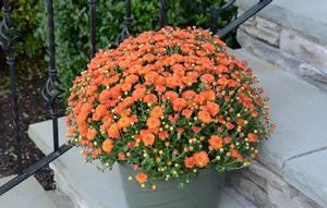 Chrysanthemum Gigi™ Orange landscape