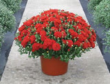 Chrysanthemum Hestia™ Hot Red 2