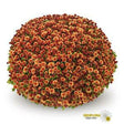 Chrysanthemum 'Belgian Mums® Jasoda Orange'