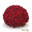 Chrysanthemum 'Belgian Mums® Lava Red'