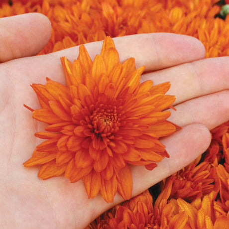 Chrysanthemum Goal Orange / Magnum Orange bloom