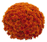 Chrysanthemum Goal Orange / Magnum Orange