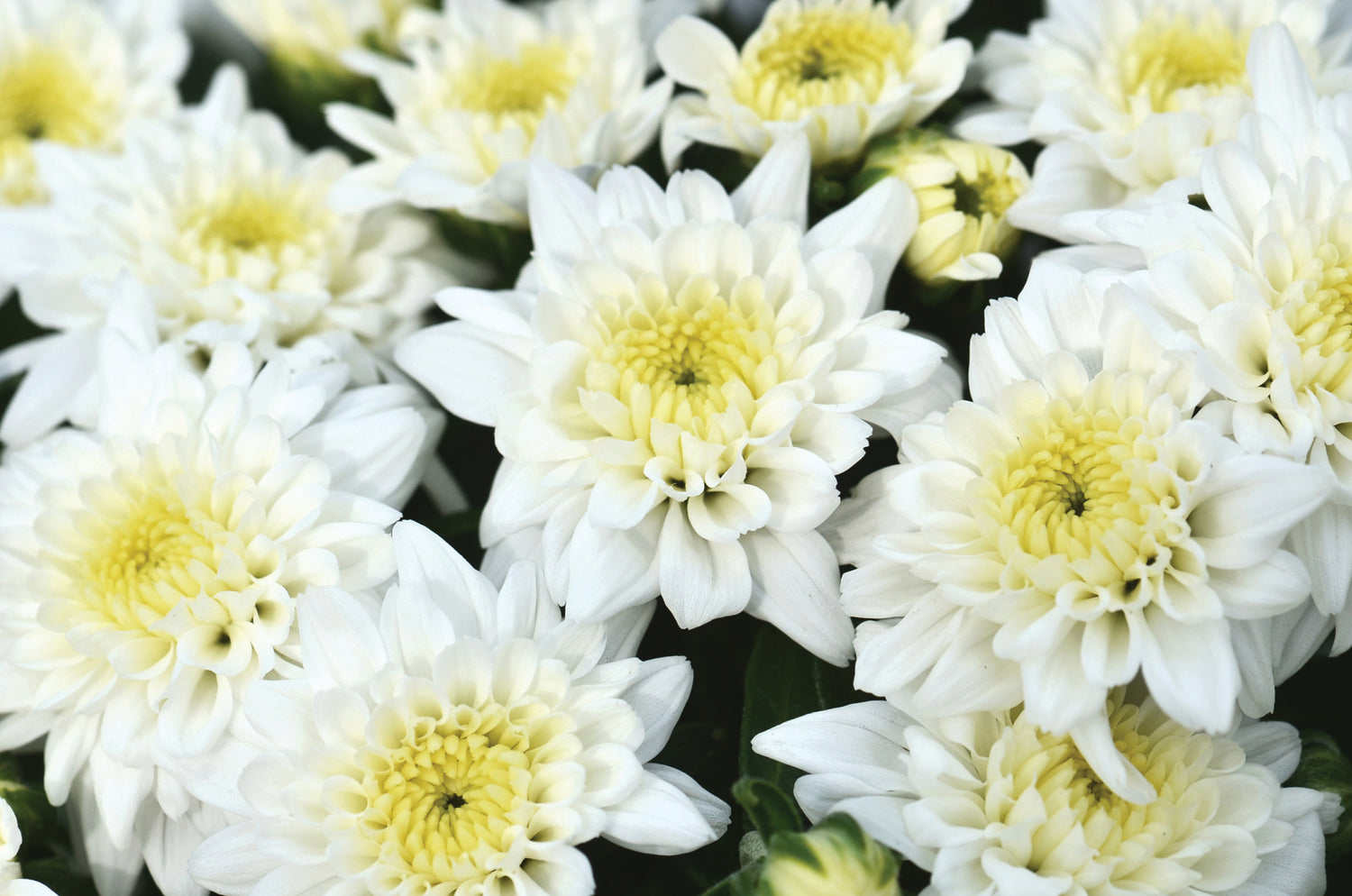 Chrysanthemum 'Celestial White'