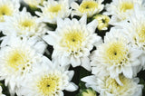 Chrysanthemum 'Celestial White'