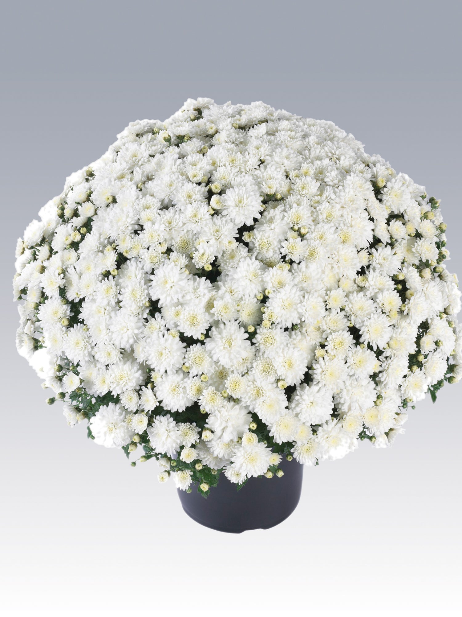 Chrysanthemum 'Celestial White'