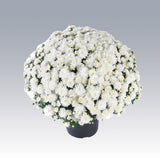 Chrysanthemum 'Celestial White'