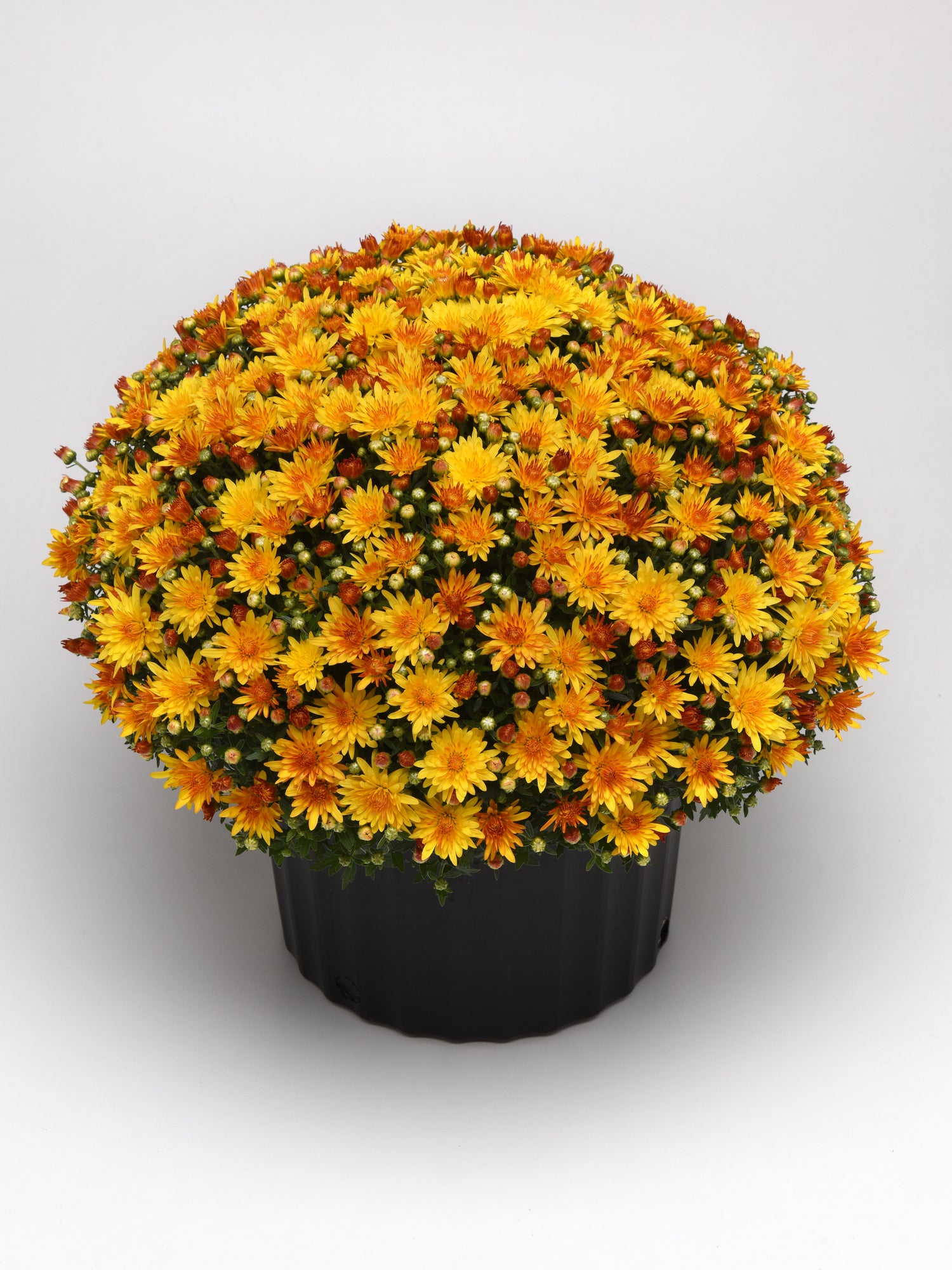 Chrysanthemum 'Cracklin Golden Yellow'