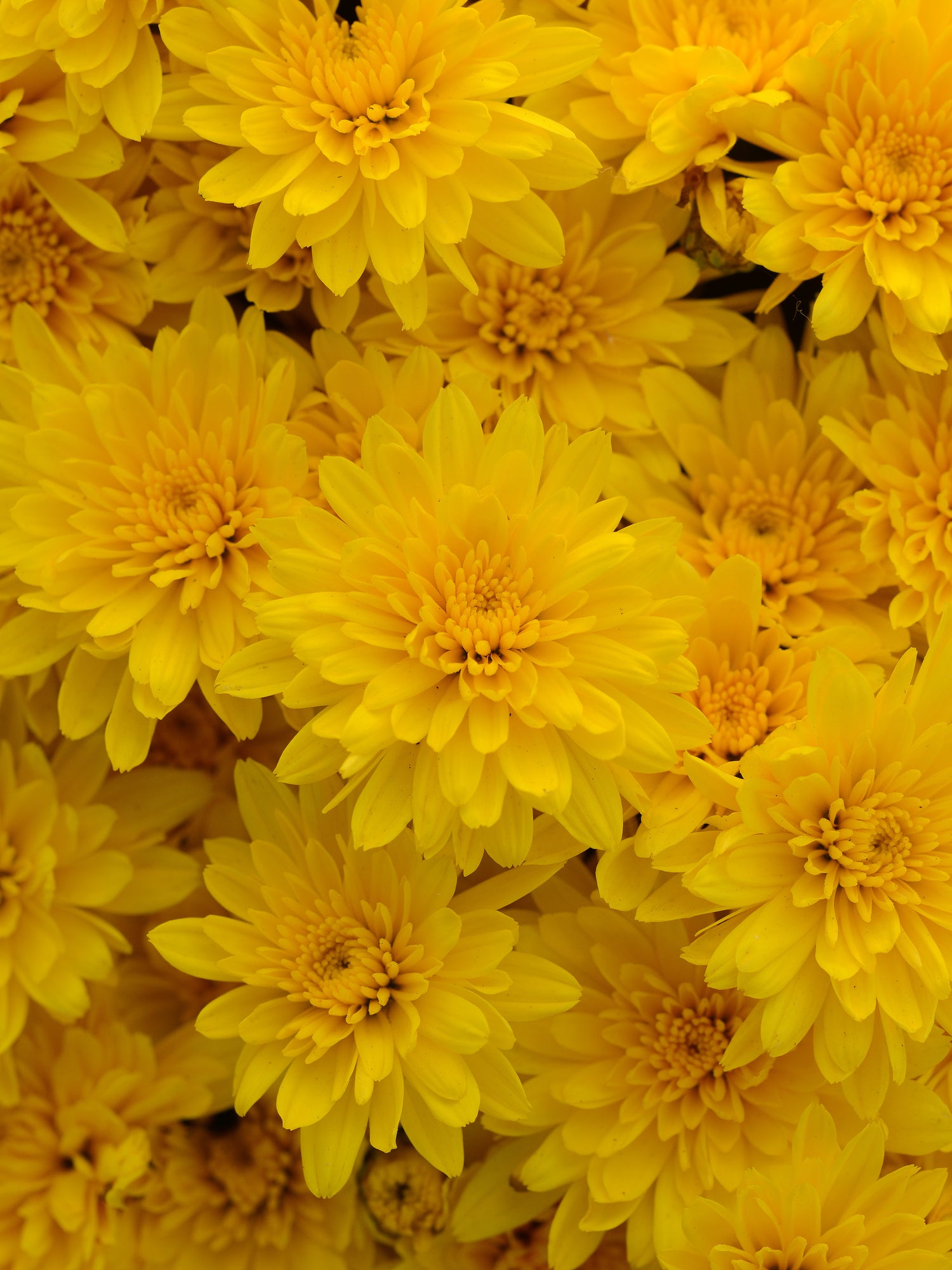 Chrysanthemum 'Gold Riot Yellow'