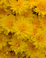 Chrysanthemum 'Gold Riot Yellow'