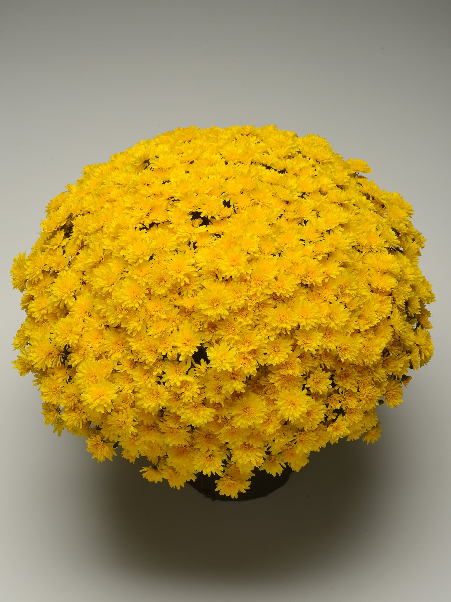 Chrysanthemum 'Gold Riot Yellow'