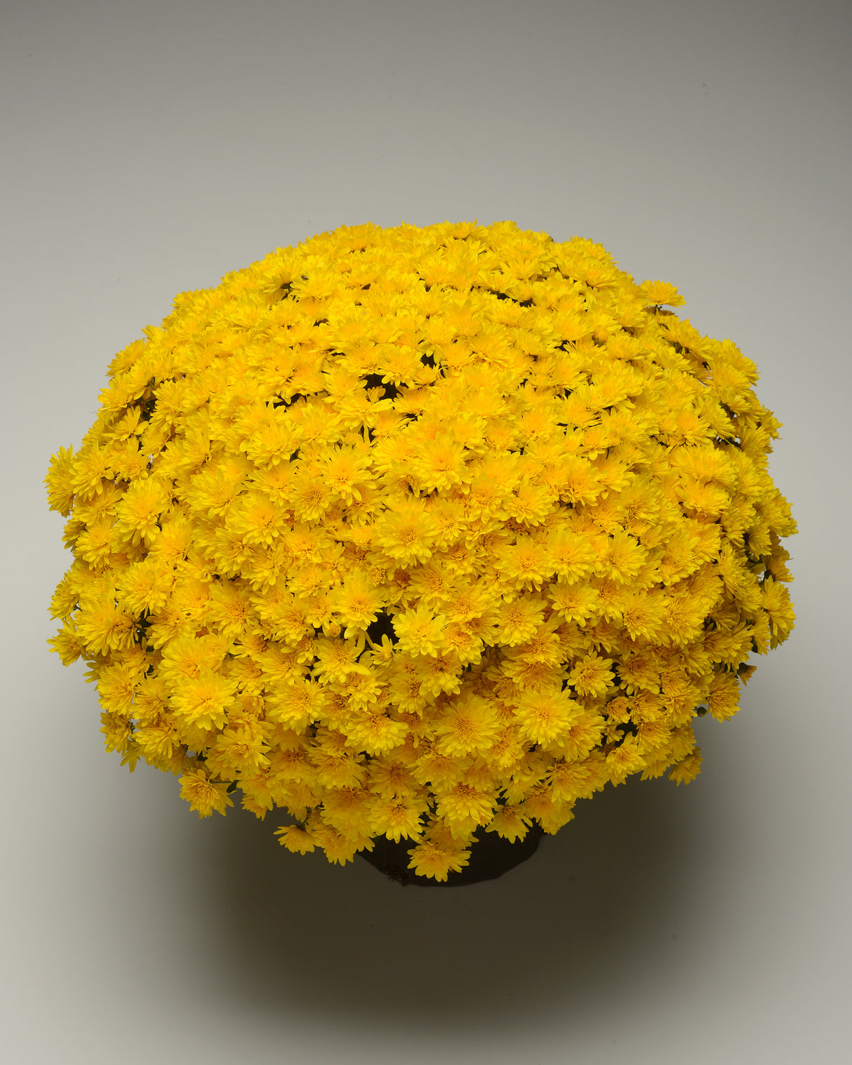 Chrysanthemum 'Gold Riot Yellow'
