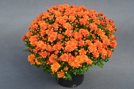 Potted plant with bright orange flowers on a gray background