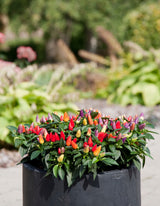 Ornamental Pepper 'Acapulco™ Multicolor'