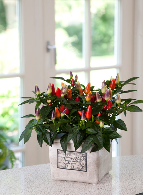 Ornamental Pepper 'Acapulco™ Multicolor'