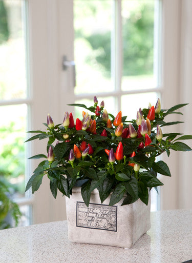 Ornamental Pepper 'Acapulco™ Multicolor'