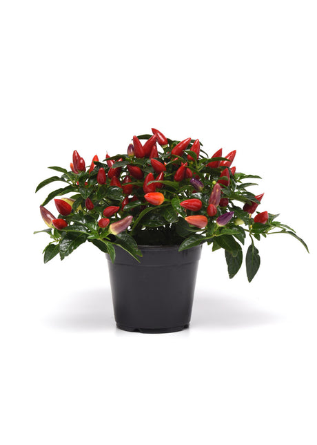 Ornamental Pepper 'Acapulco™ Multicolor'