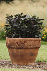 Ornamental Pepper 'Black Pearl'