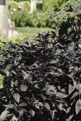 Ornamental Pepper 'Black Pearl'