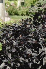 Ornamental Pepper 'Black Pearl'