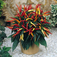 Ornamental Pepper 'Medusa'