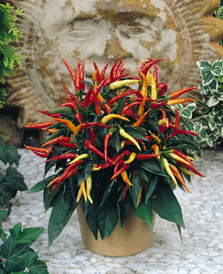 Ornamental Pepper 'Medusa'