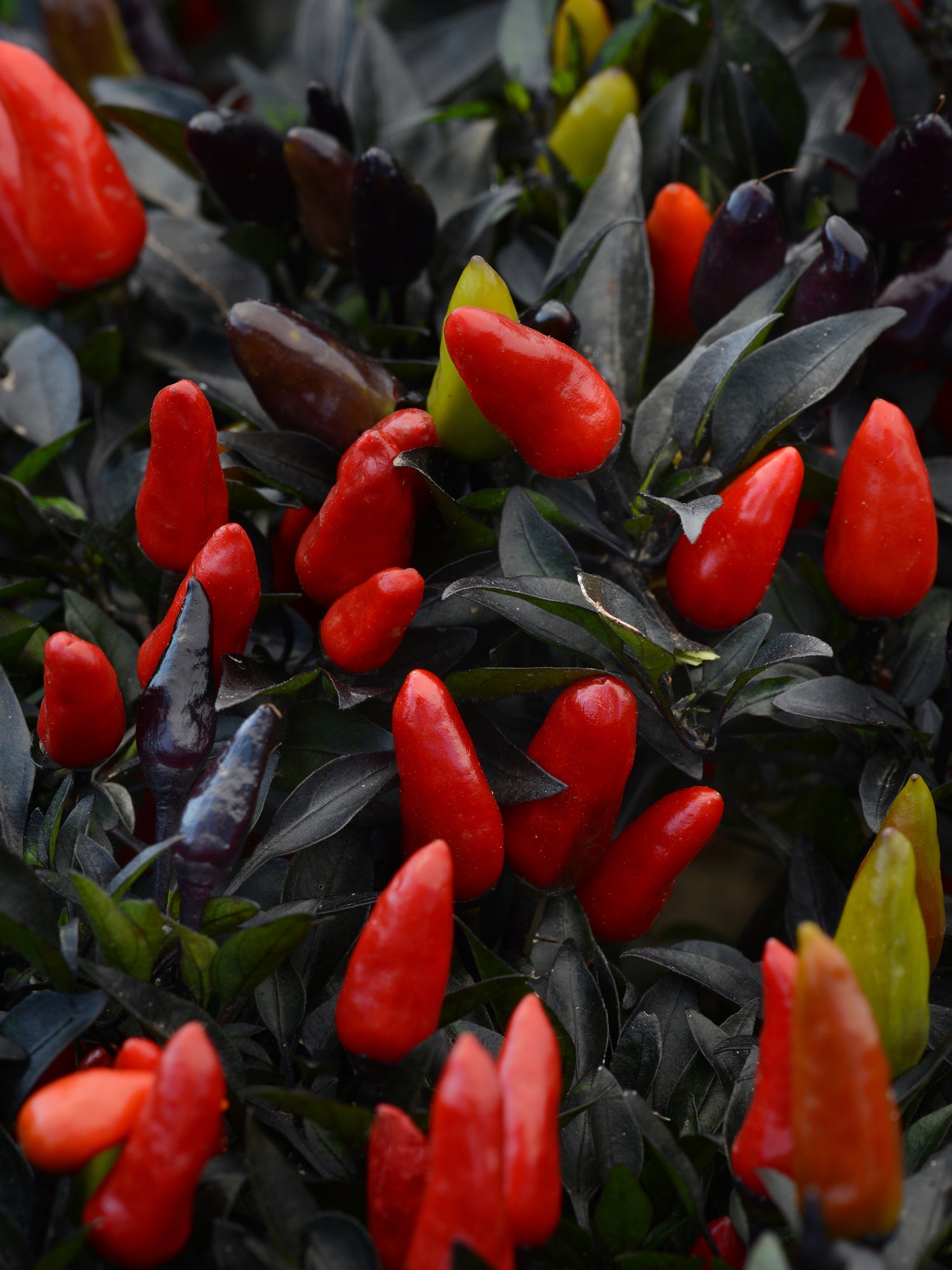 Ornamental Pepper 'Midnight Fire'