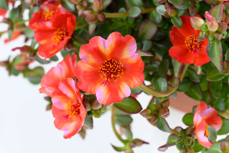 Close-up of vibrant orange flowers with green leaves on a white background