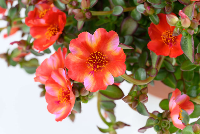 Close-up of vibrant orange flowers with green leaves on a white background