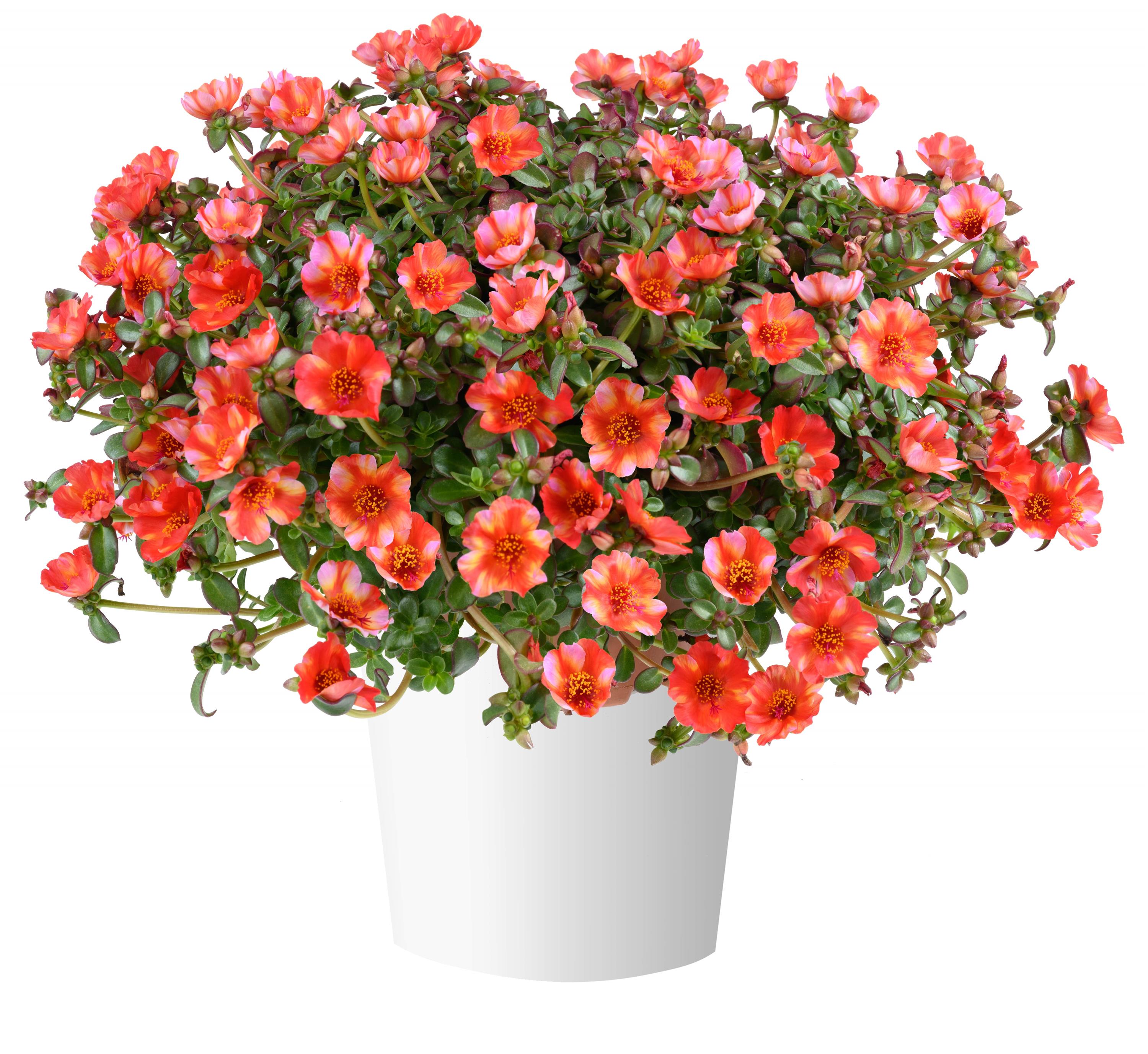 Portulaca Mega Pazzaz Tropical Twist – Romence Gardens & Greenhouses
