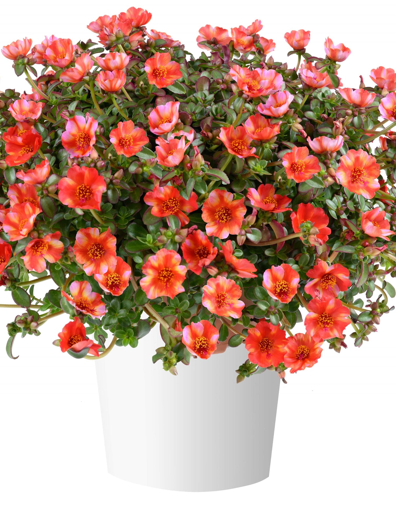 Portulaca Mega Pazzaz Tropical Twist