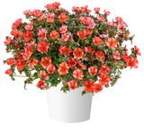 Portulaca Mega Pazzaz Tropical Twist