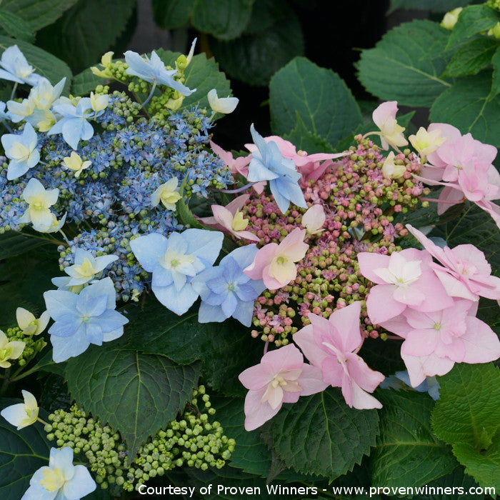 Hydrangea serrata 'Tuff Stuff Ah-Ha®'