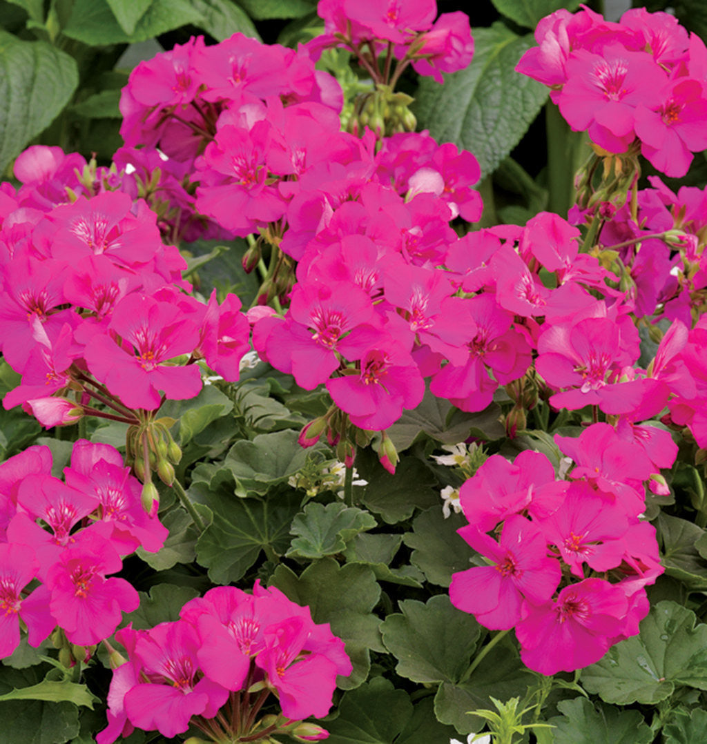 Pelargonium 'Boldly® Lavender Rose' bloom