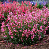 Penstemon Barbatus Bejeweled™ 'Pink Pearls'
