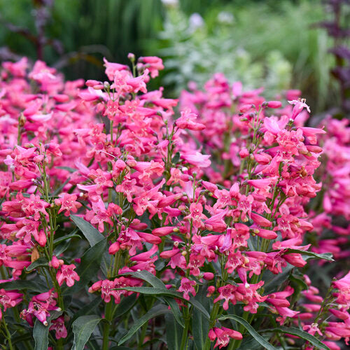Penstemon Barbatus Bejeweled™ 'Pink Pearls'