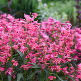 Penstemon Barbatus Bejeweled™ 'Pink Pearls'