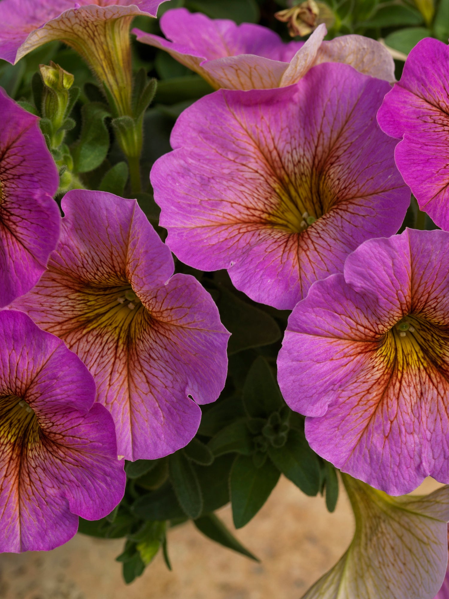 Petchoa SuperCal® 'Sunray Pink'