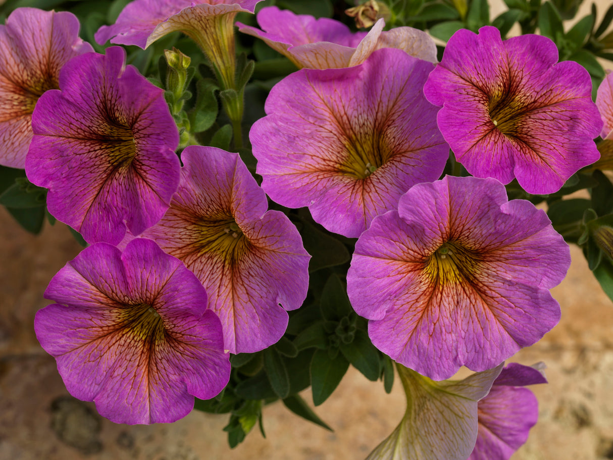 Petchoa SuperCal® 'Sunray Pink'