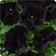 Petunia hybrida 'Black Magic'