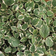 Plectranthus coleoides 'Variegata'